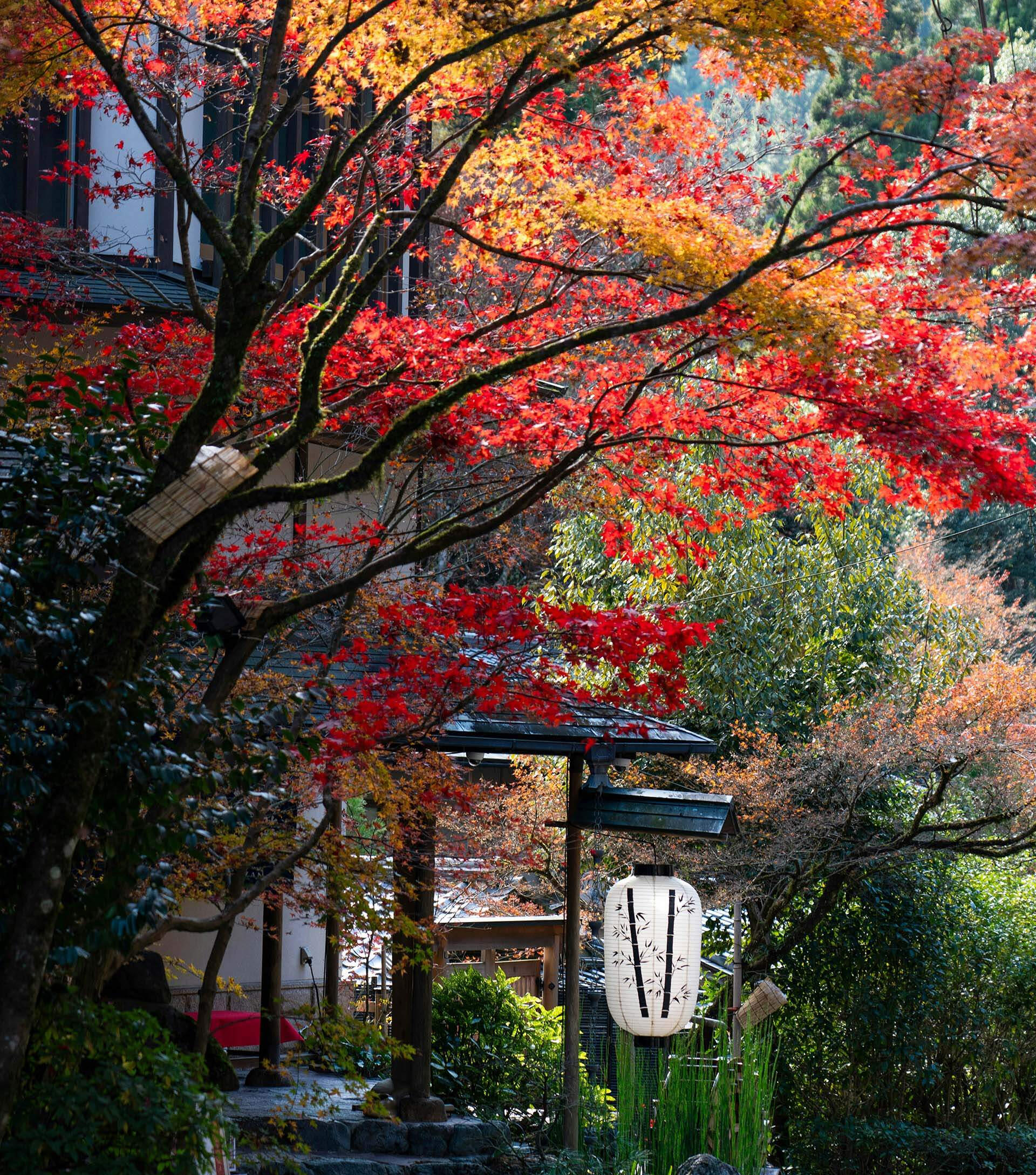 Stone path leading to a traditional Japanese inn framed by autumn leaves and a paper lantern, reflecting Terra Noma’s approach to designing long-imagined journeys that carry meaning, timing and personal resonance.
